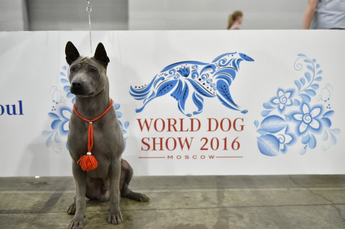 Всемирная выставка собак World Dog Show 2016 в МВЦ «Крокус Экспо»