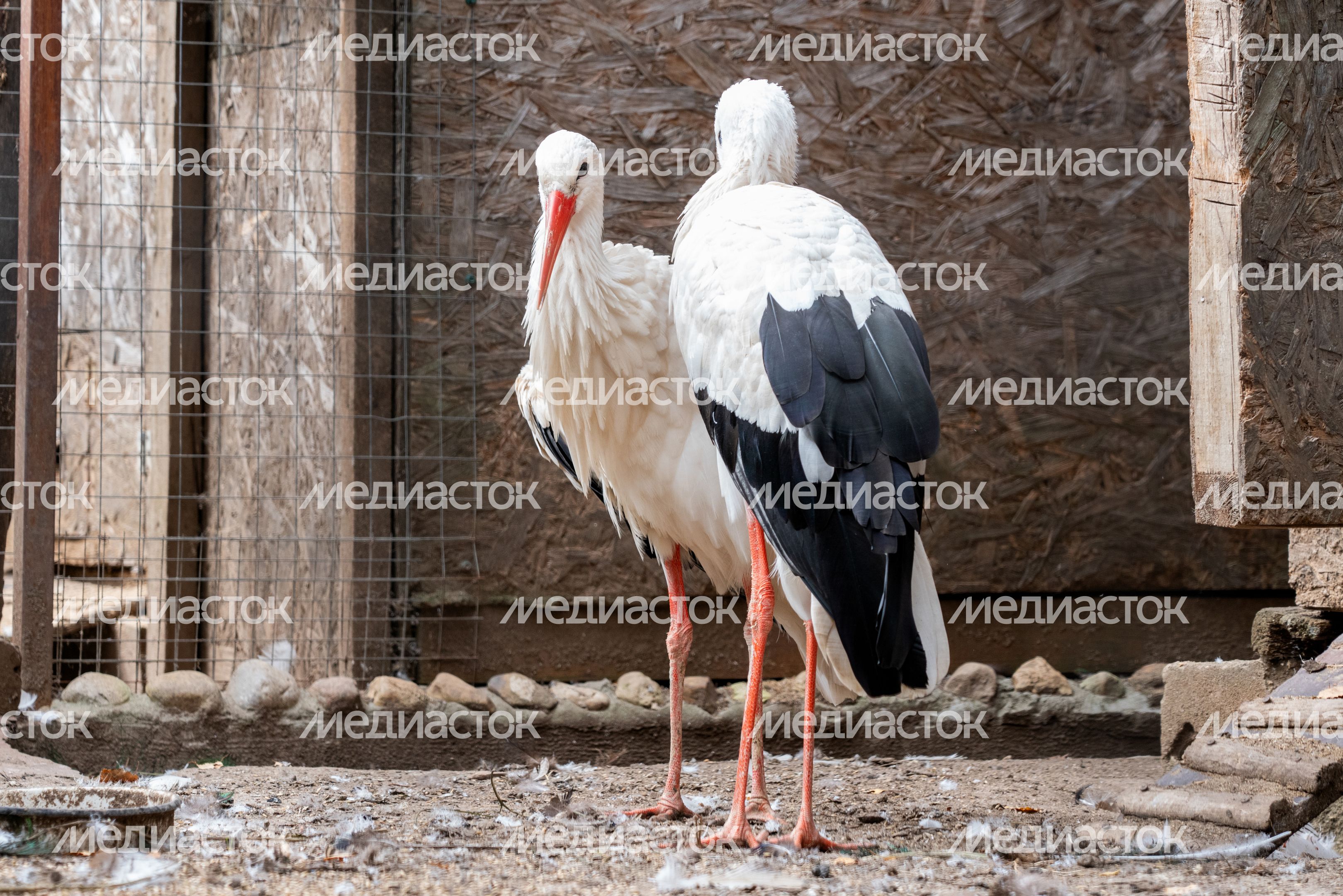 Оленья ферма ZooОleni в Рузском округе летом Оленья ферма ZooОleni в Рузском округе летом