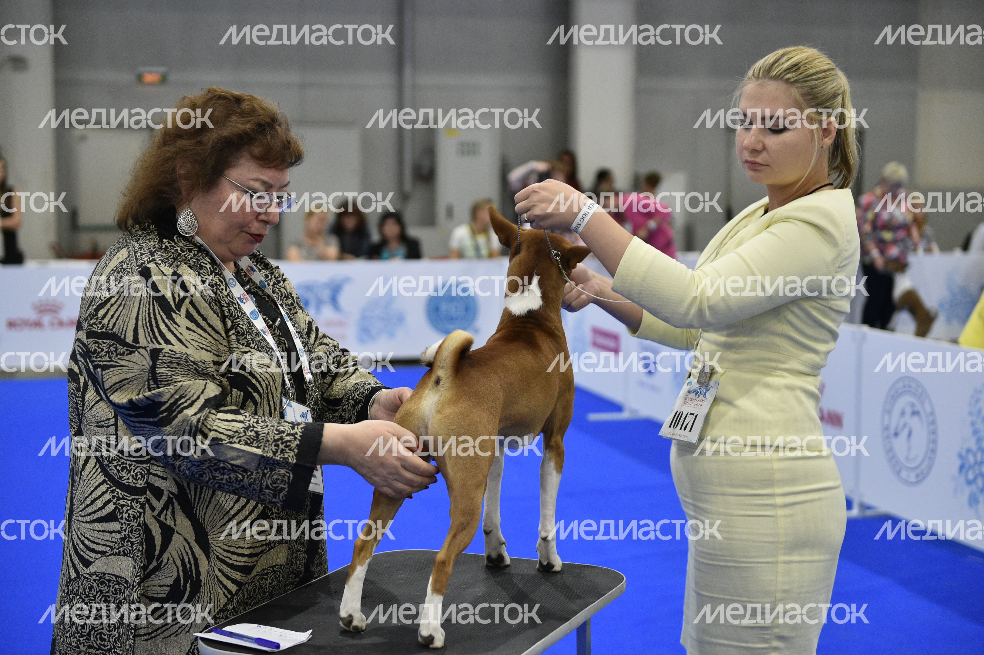 Всемирная выставка собак World Dog Show 2016 в МВЦ «Крокус Экспо» Всемирная выставка собак World Dog Show 2016 в МВЦ «Крокус Экспо»