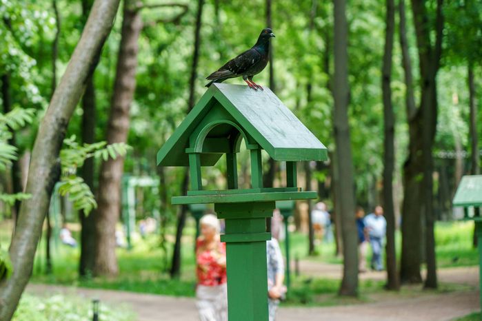 Раменский городской парк культуры и отдыха летом