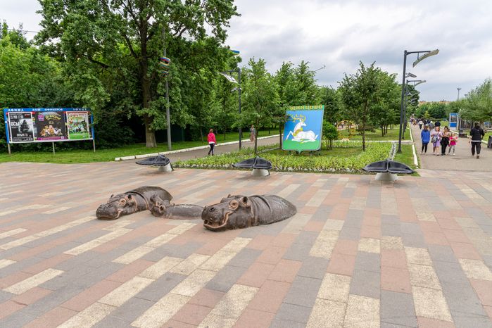 Бегемоты
