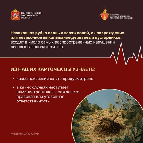 Незаконная рубка квадрат 02