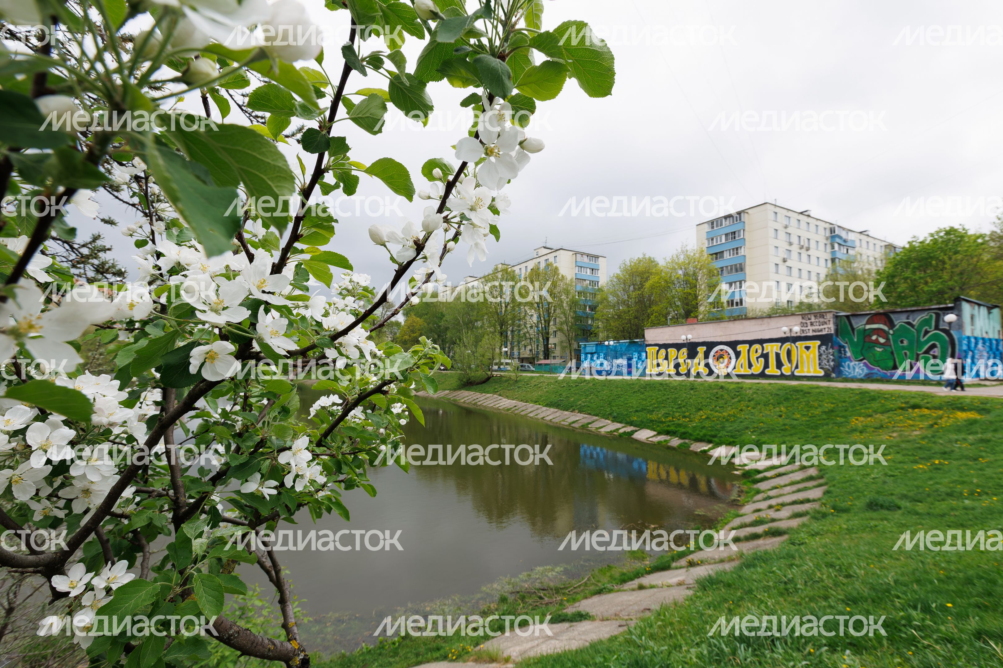 Весенние виды города Химки. Яблоня в цвету