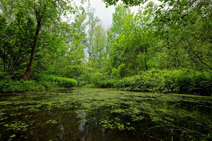 Мещерский парк в Одинцовском округе