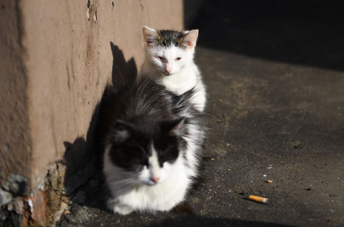 Кошка с котенком
