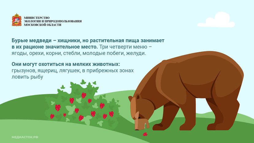 Медведь – сосед, которого нужно знать_горизонталь 04