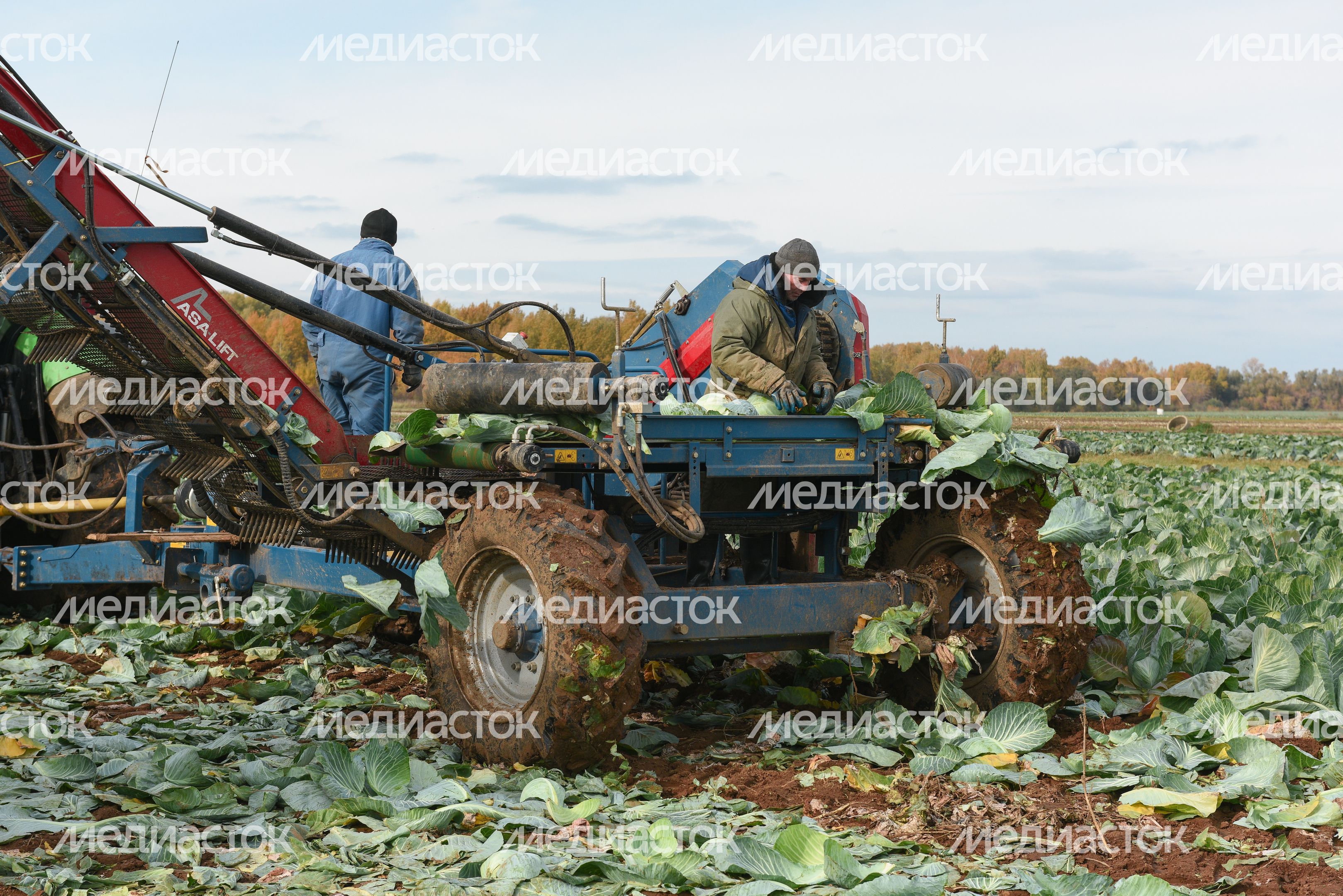 Сбор урожая капусты в Подмосковье