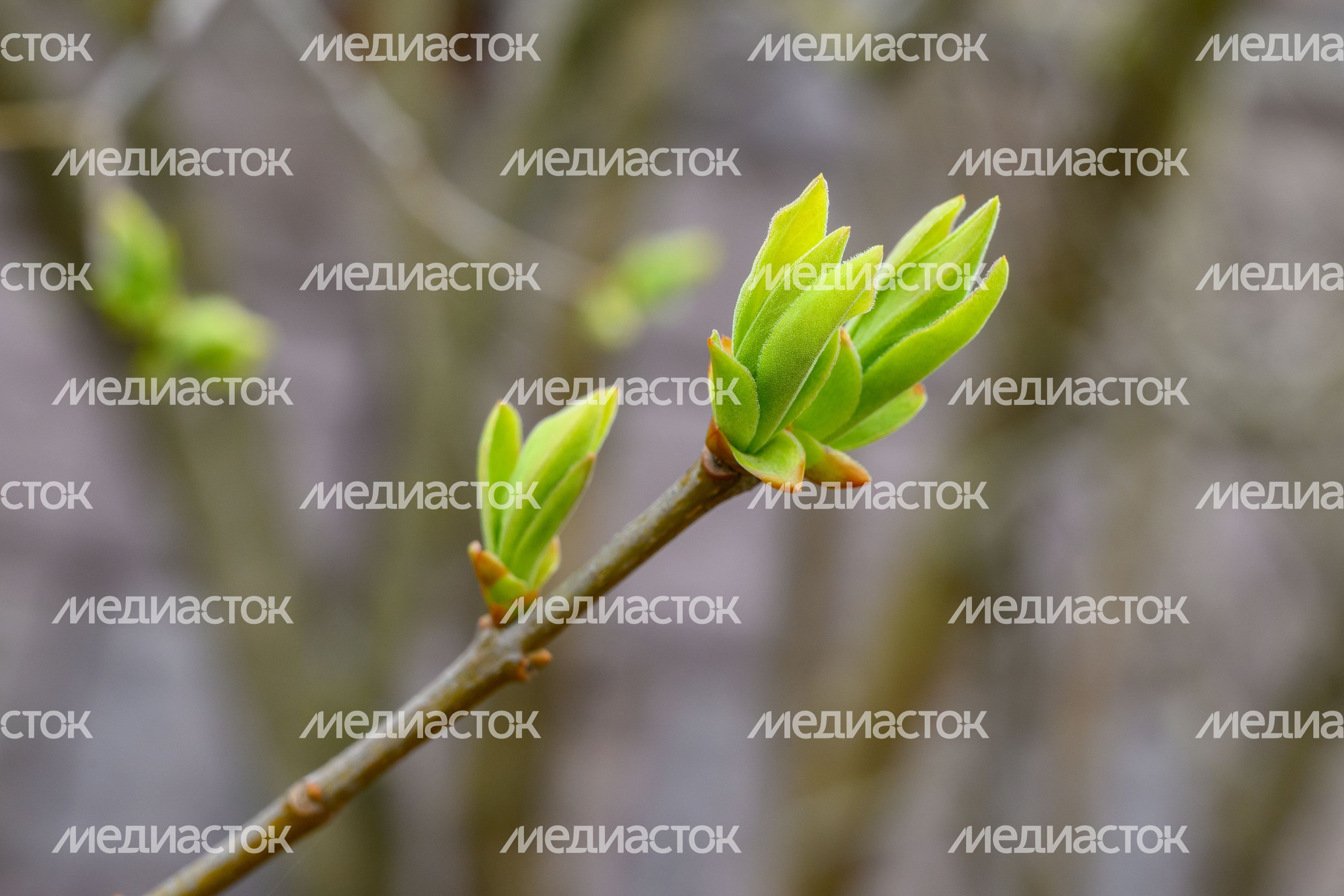 Молодые побеги на ветке Молодые побеги на ветке
