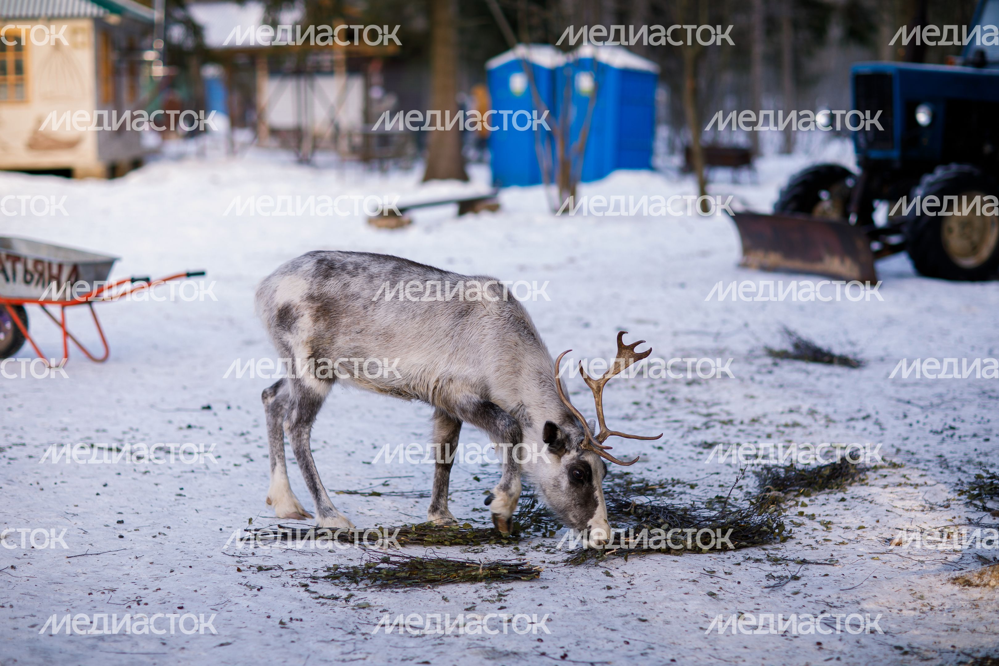 Оленья ферма ZooОleni в Рузском округе
