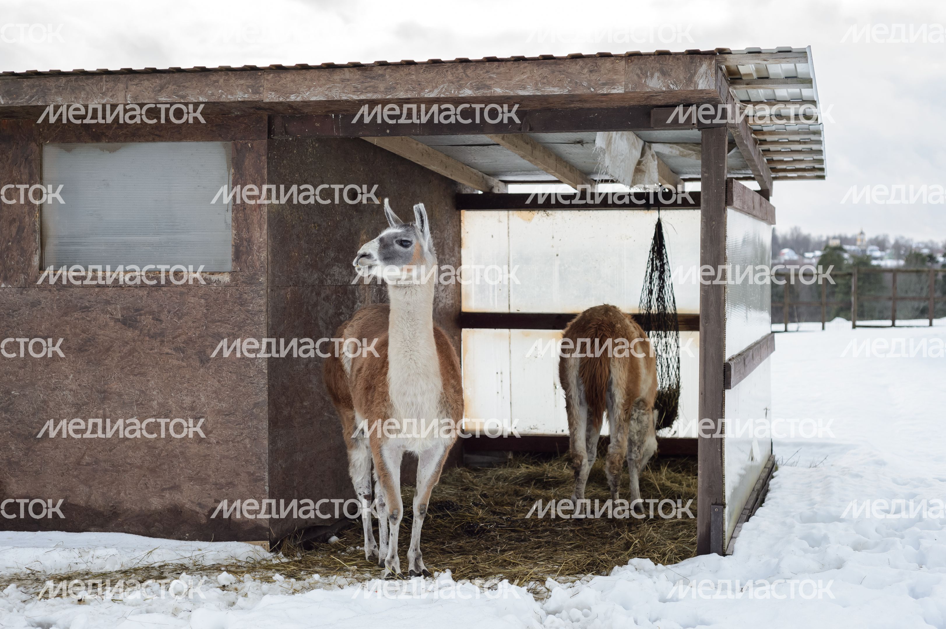 Дмитров. Экоферма «Российские альпаки» Дмитров. Экоферма «Российские альпаки»