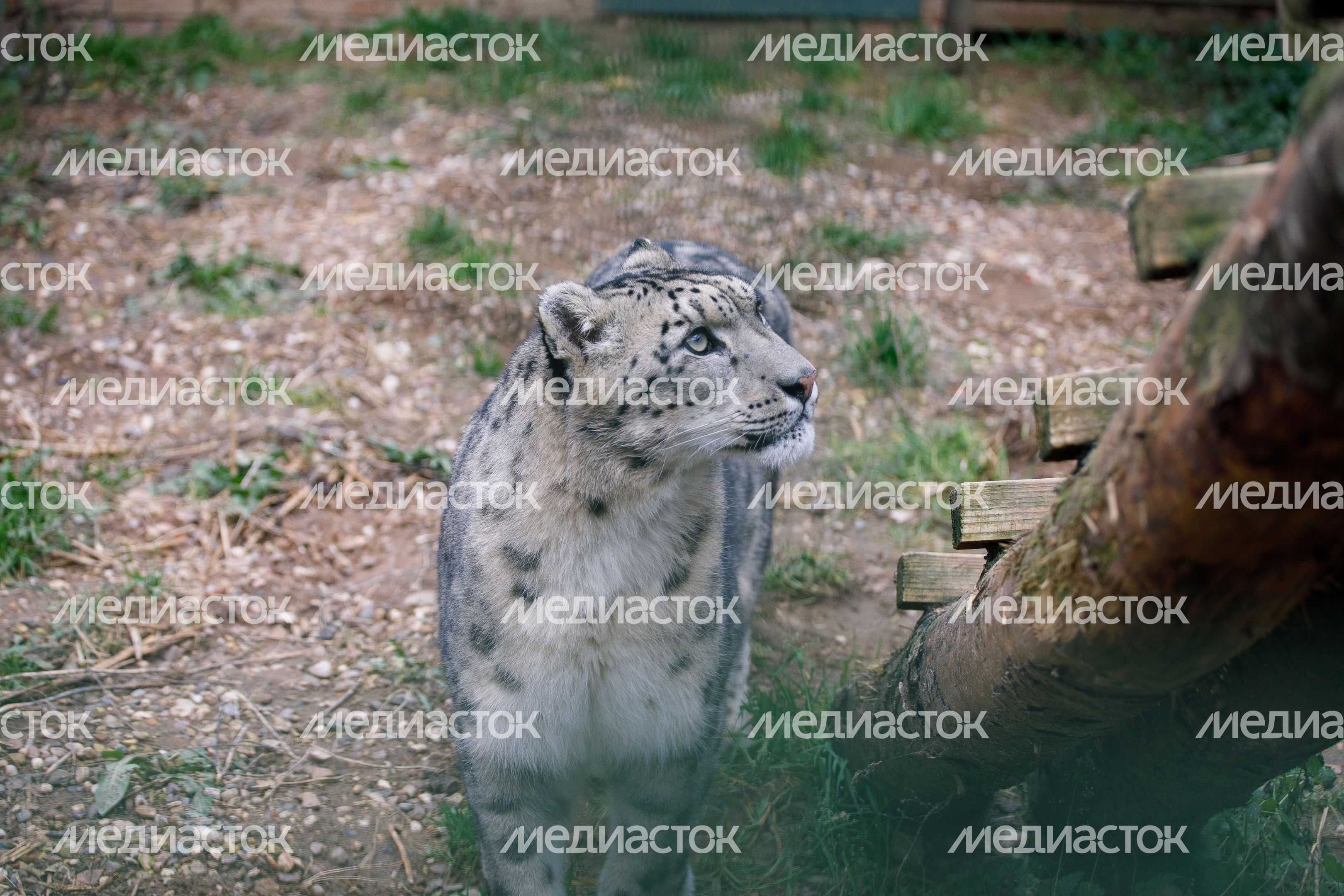 Волоколамск. Центр воспроизводства редких видов животных Волоколамск. Центр воспроизводства редких видов животных