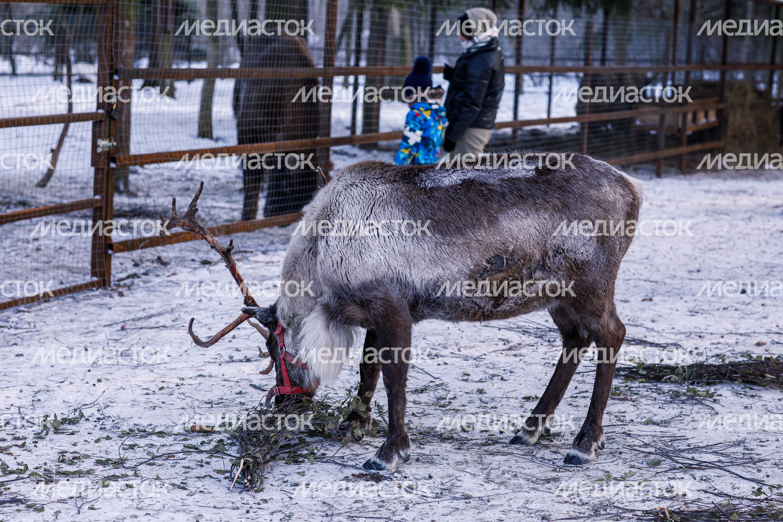 Оленья ферма ZooОleni в Рузском округе