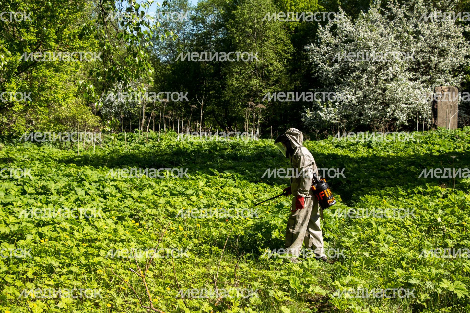 Борьба с борщевиком в Подмосковье