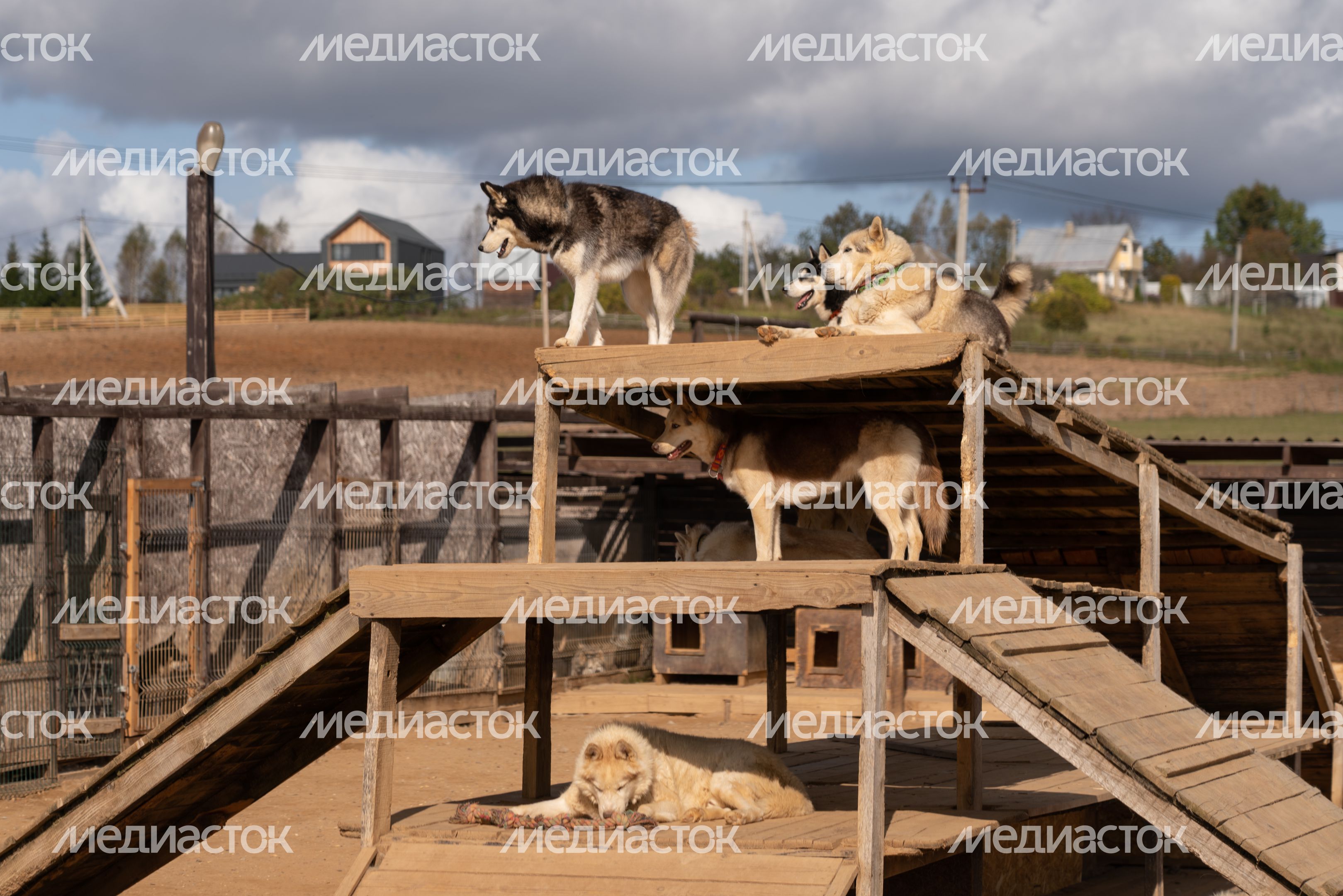 Руза. Хаски-деревня "Рузская Аляска" Руза. Хаски-деревня "Рузская Аляска"
