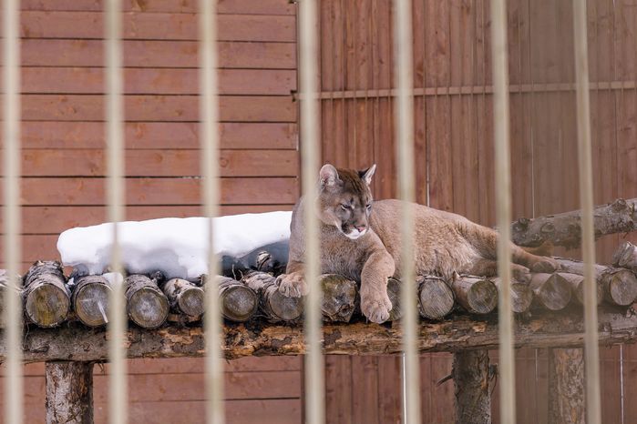 Парк львов "Земля прайда" в округе Клин