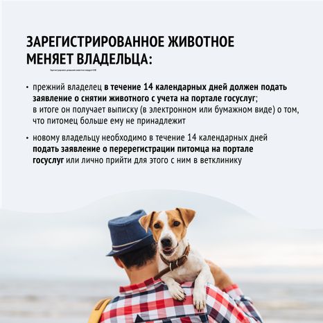 Зарегистрировать домашнее животное ред 2-квадрат-09.png