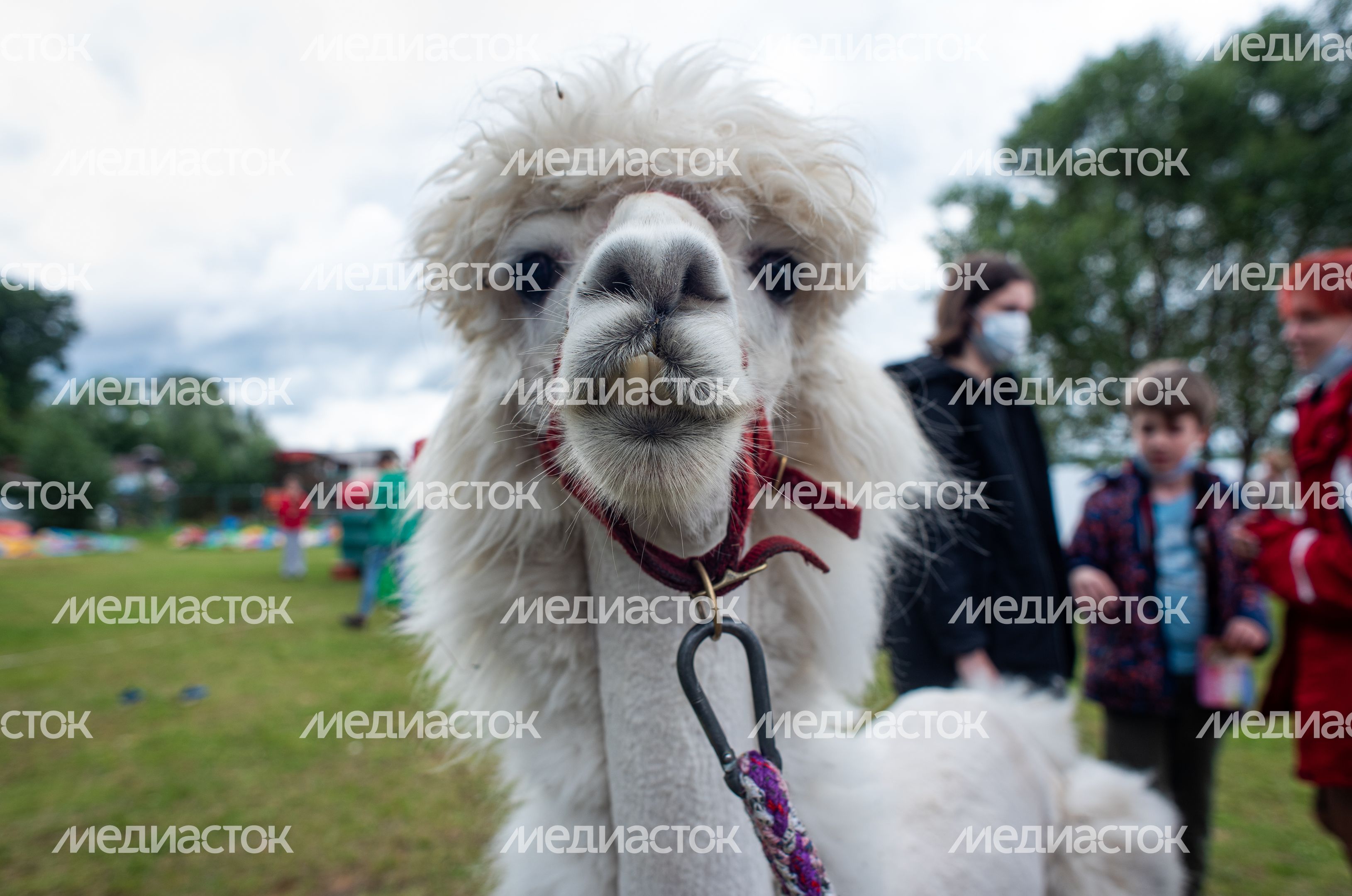 Гастрономический фестиваль Alpaca Wellbeing Fest