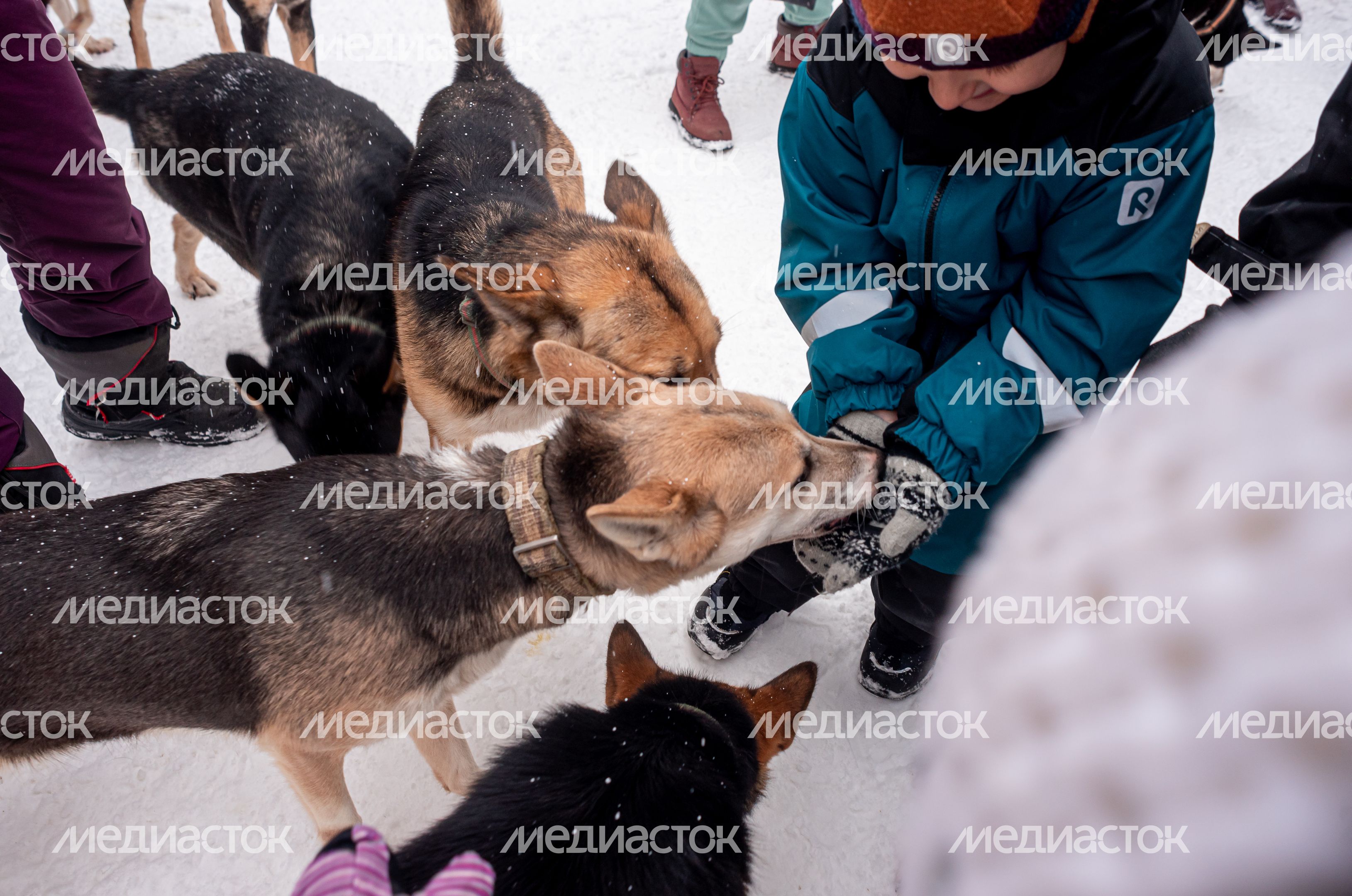Зима в питомнике ездовых собак Северный