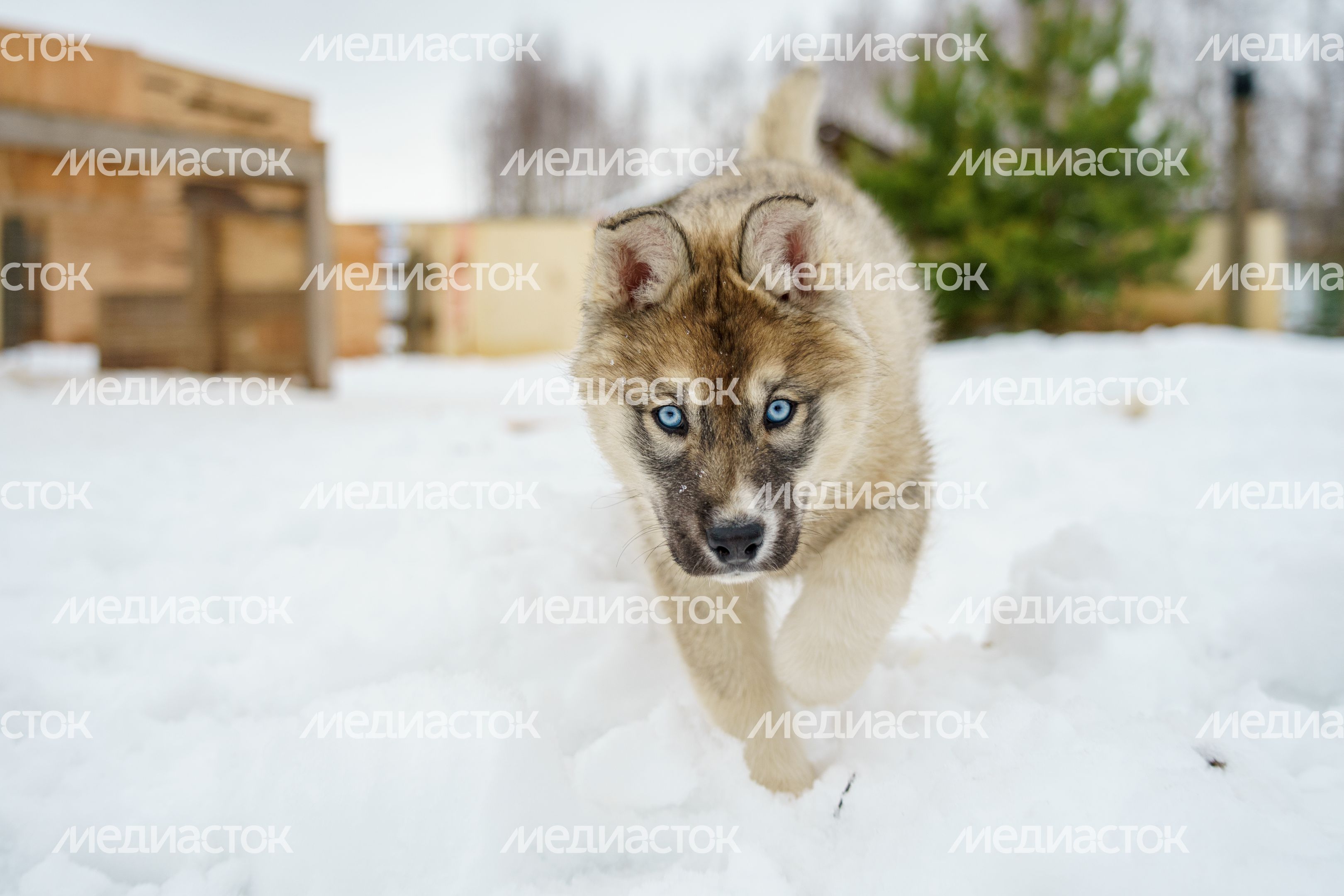 Чукотское стойбище "Хаски парк" в Раменском округе зимой Чукотское стойбище "Хаски парк" в Раменском округе зимой