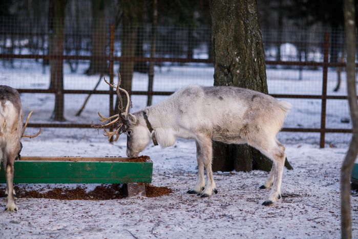 Оленья ферма ZooОleni в Рузском округе