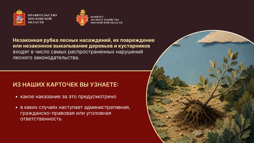 Незаконная рубка горизонталь 02