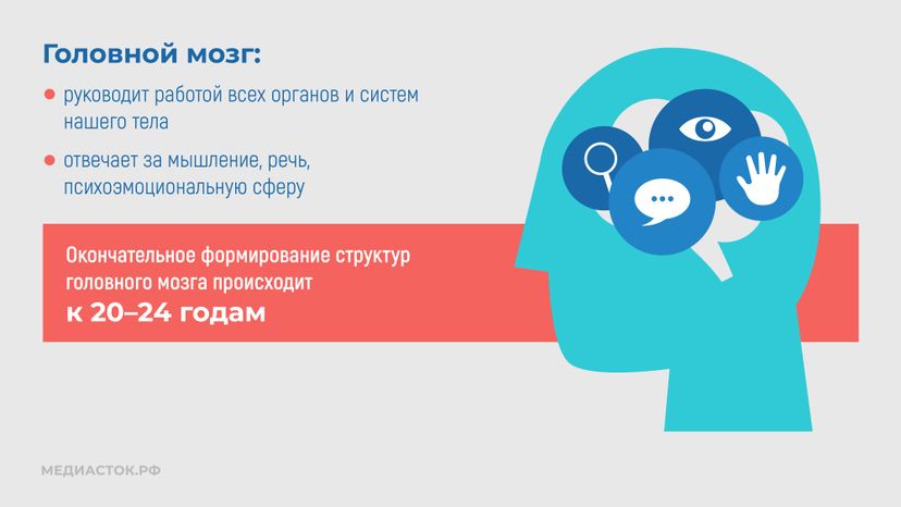 Алкоголь и развитие мозга горизонталь 04