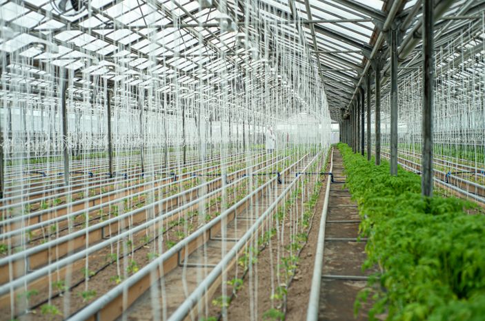 Теплицы крупного семеноводческого агропромышленного комплекса ООО «Агрофирма Партнер»