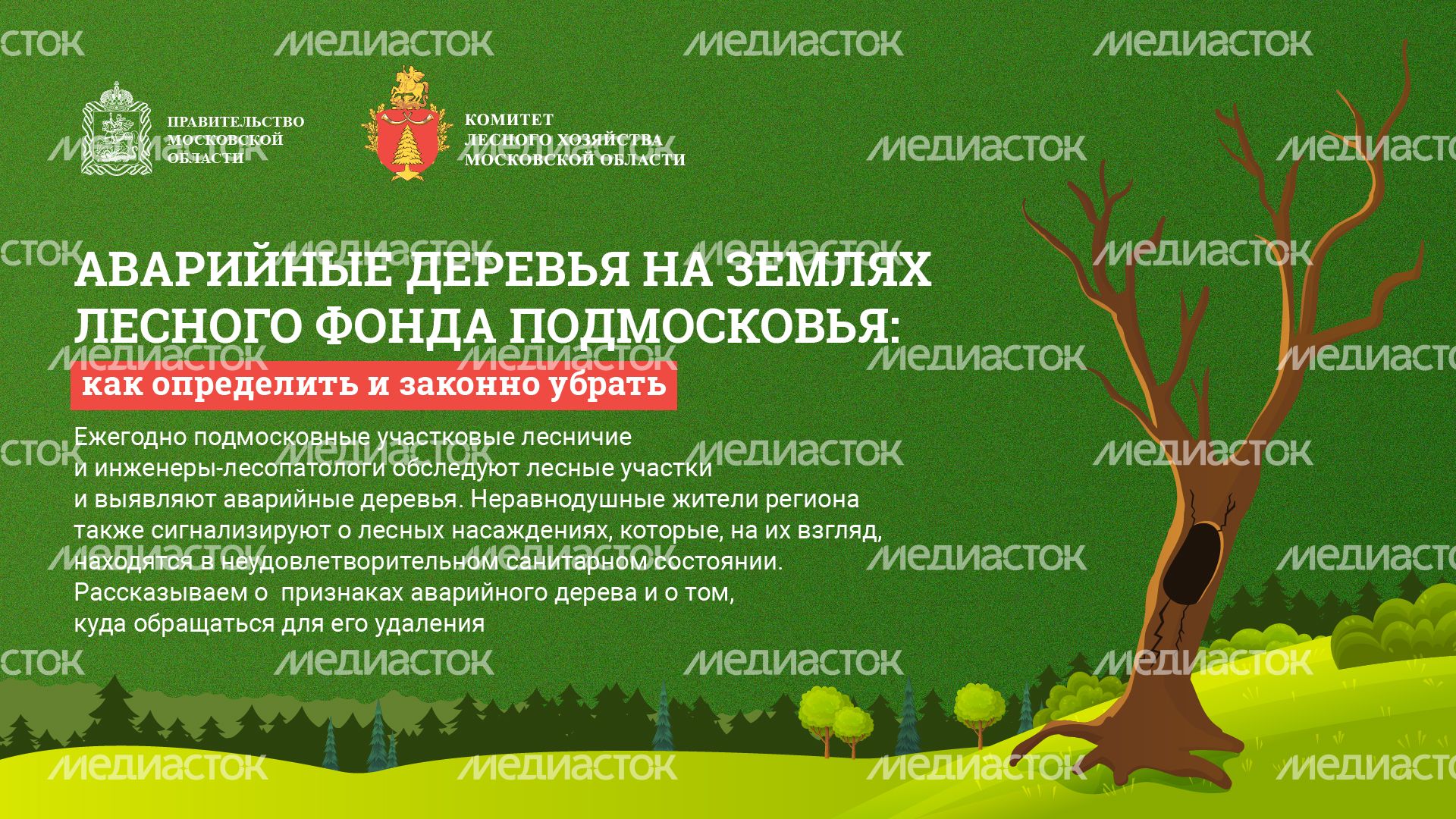 Горизонт_-аварийные-деревья_01.jpg