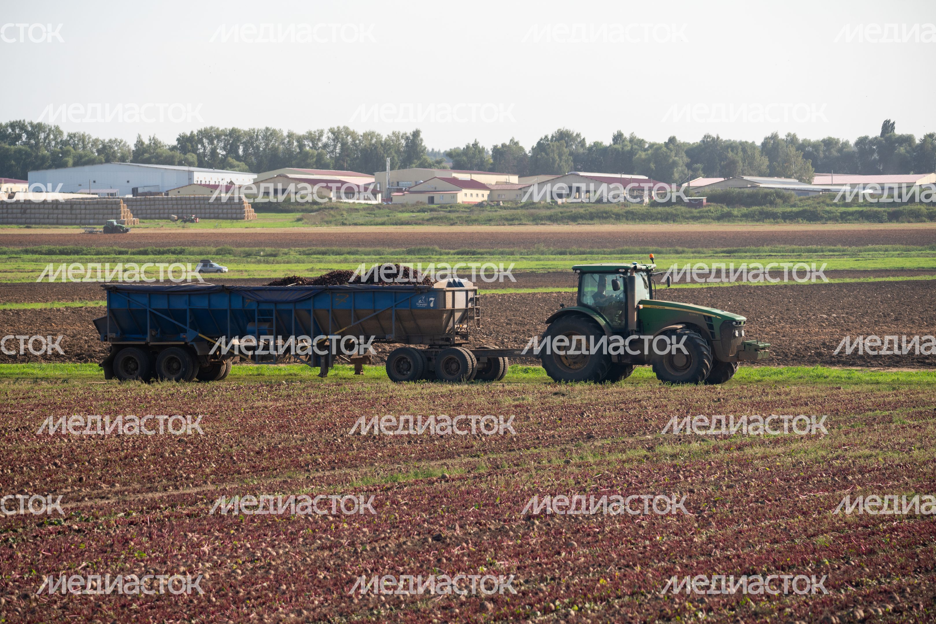 Уборка урожая на полях ГК "Дмитровские овощи" Уборка урожая на полях ГК "Дмитровские овощи"