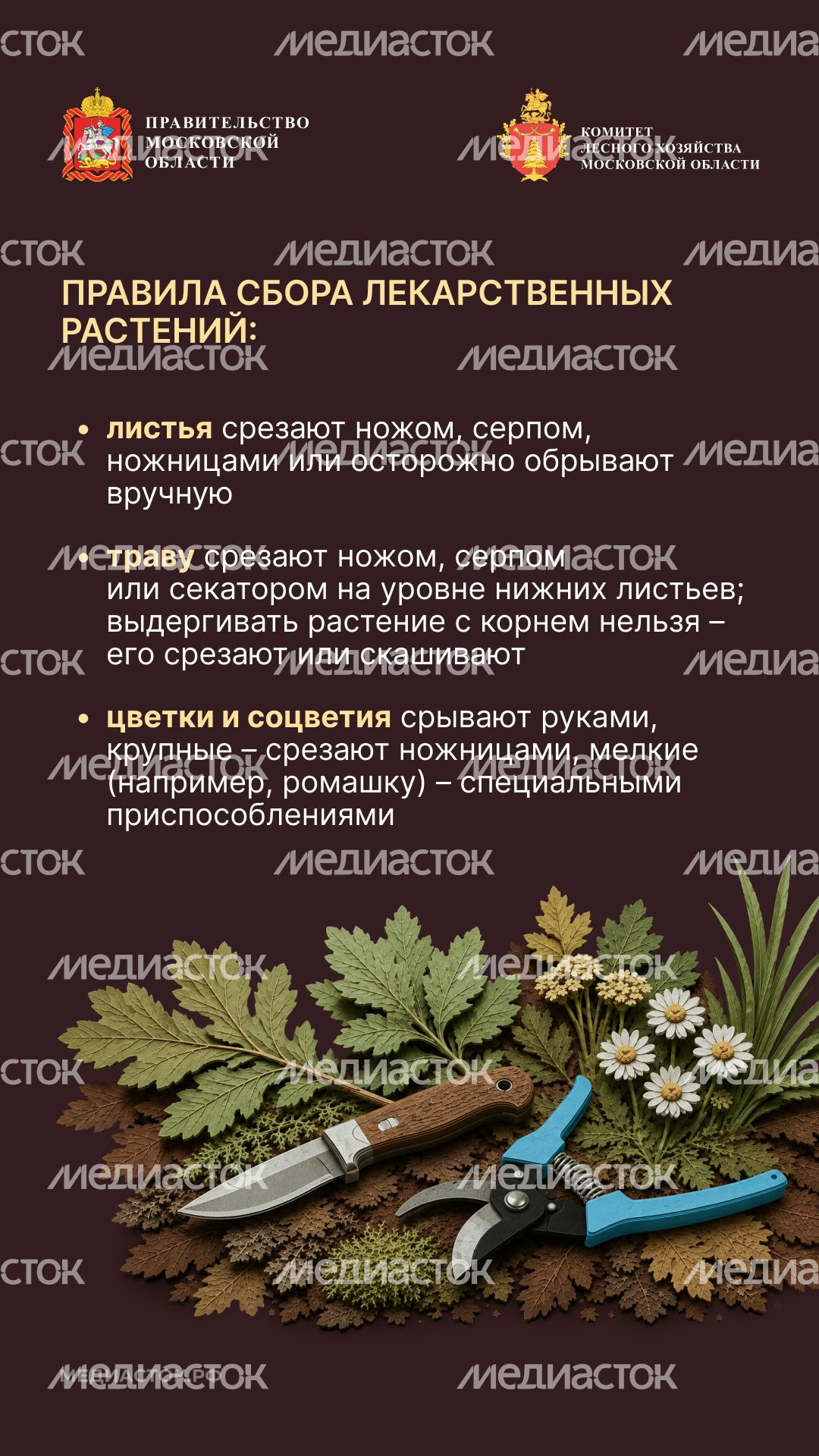 Ягоды, грибы, лекарственные растения вертикаль 07