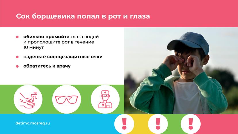 Горизонталь_Борщевик Сосновского_07.png