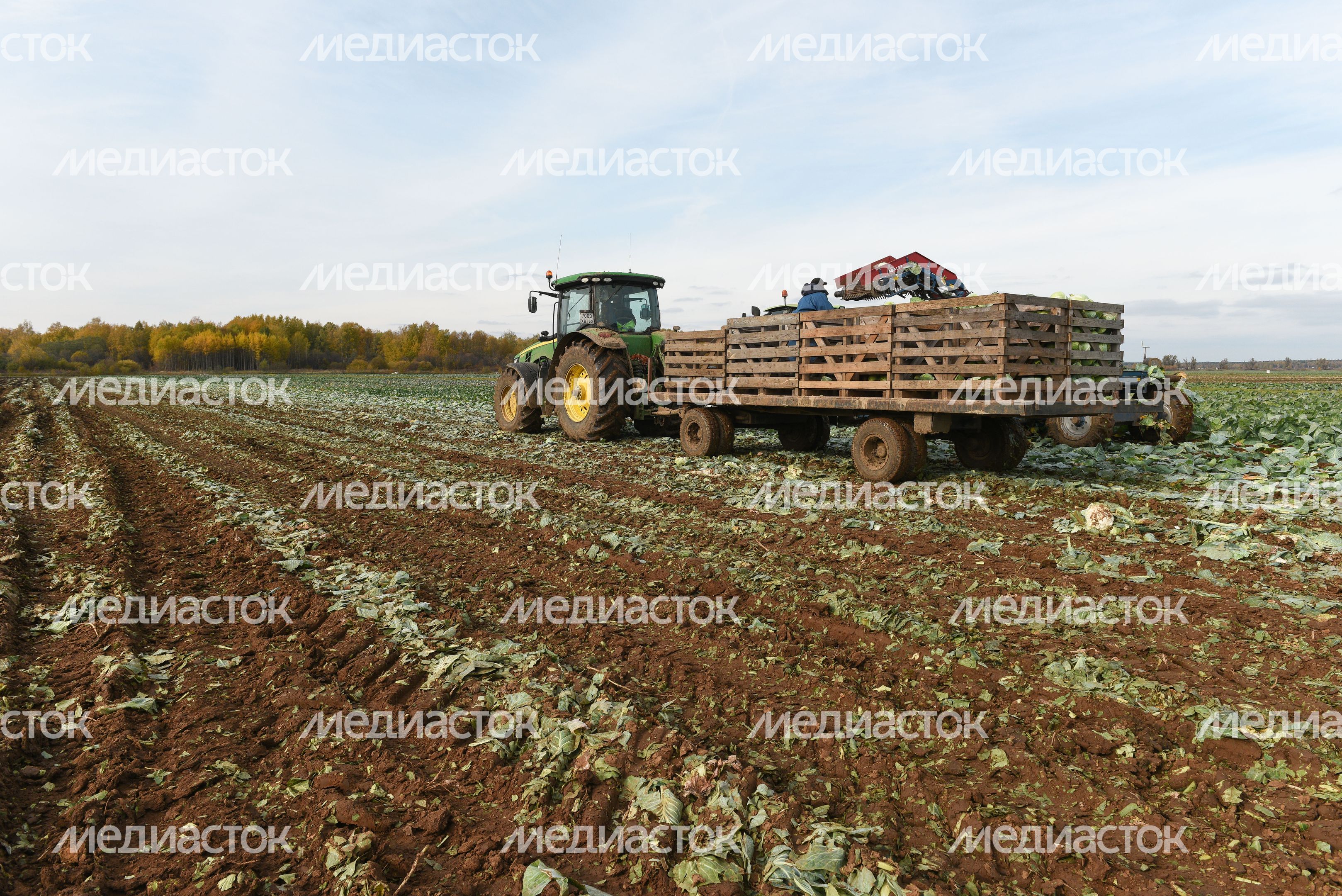 Сбор урожая капусты в Подмосковье