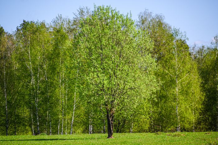 Конноспортивный клуб «Баллада» в округе Солнечногорск