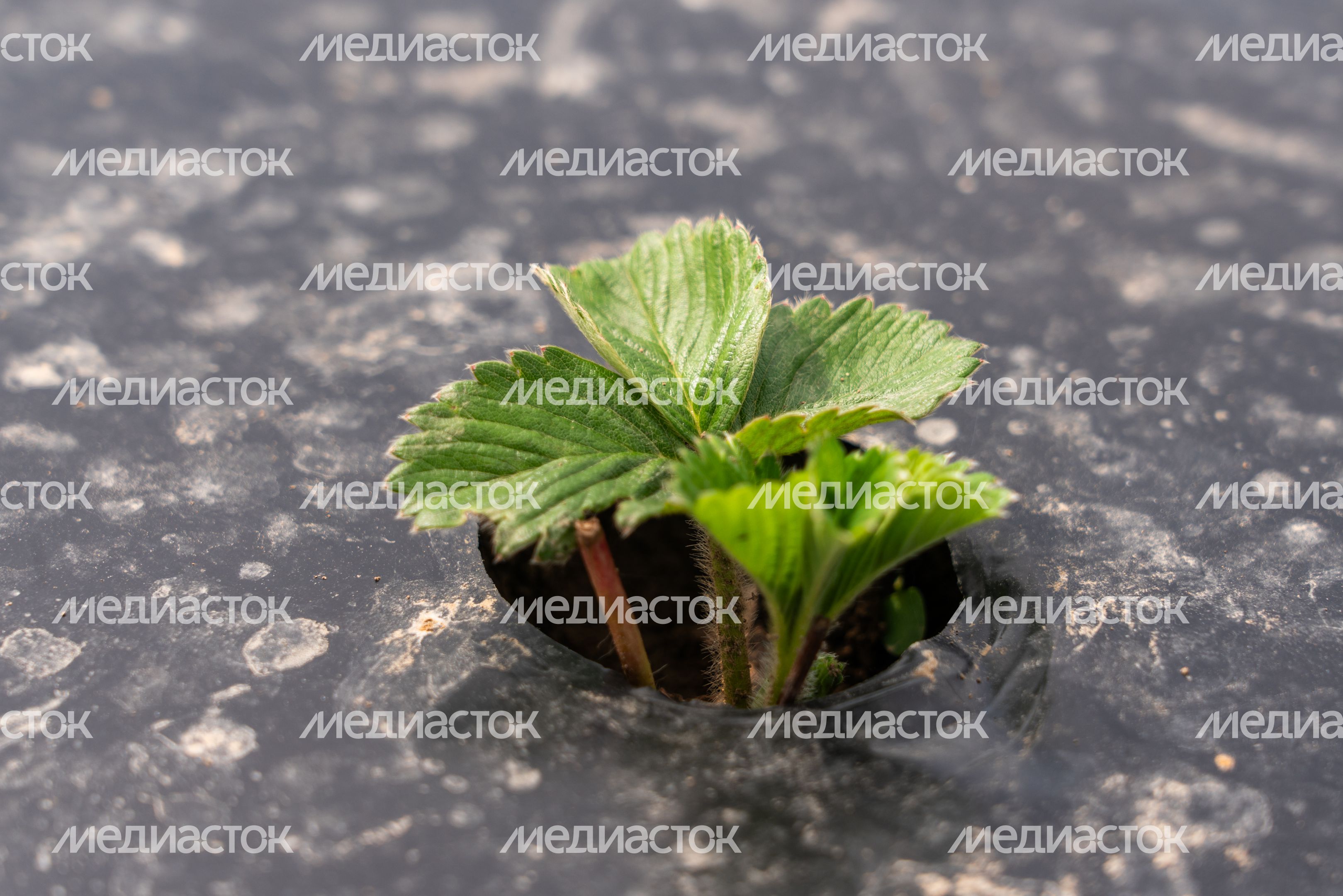 Выращивание клубники в ООО "Плодопитомник "Ягода-малина" в округе Шаховская