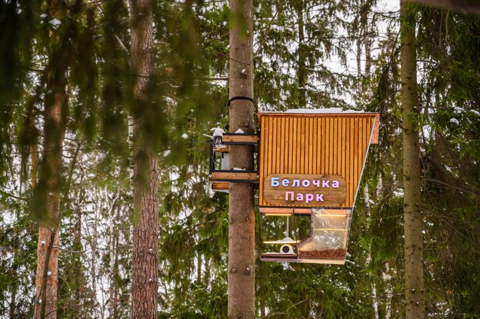 Белочка парк в Пестовском парке Балашихи