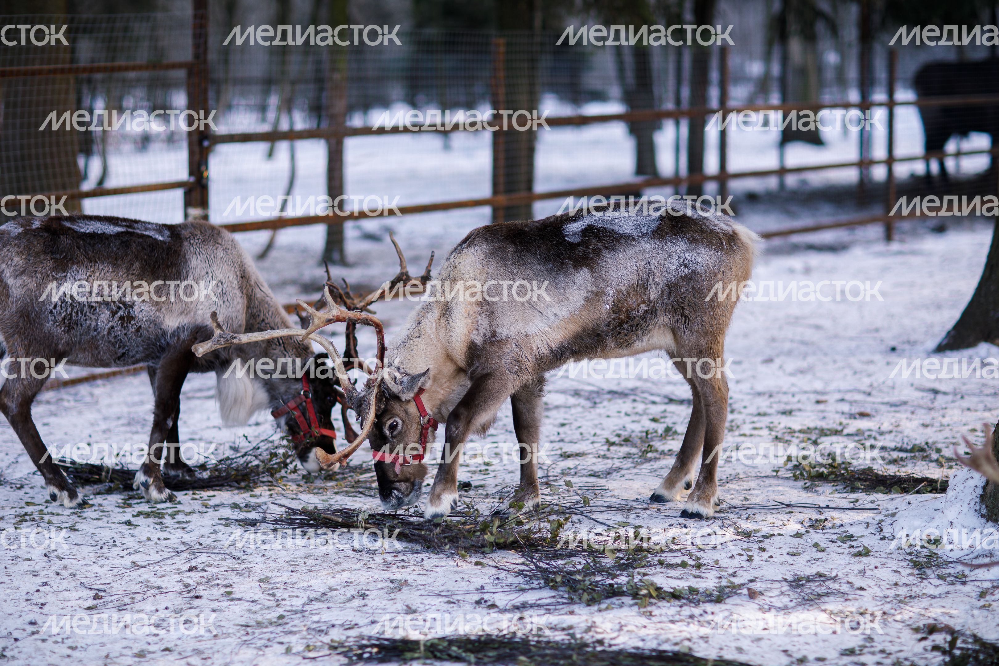 Оленья ферма ZooОleni в Рузском округе