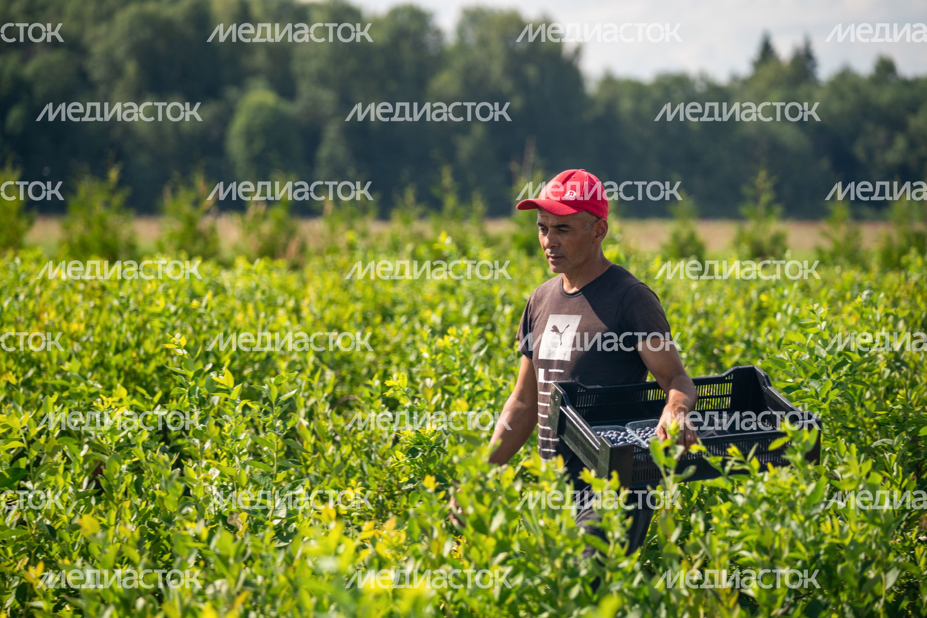 Подмосковная голубика в плодопитомнике «Ягода-малина», округ Шаховская Подмосковная голубика в плодопитомнике «Ягода-малина», округ Шаховская