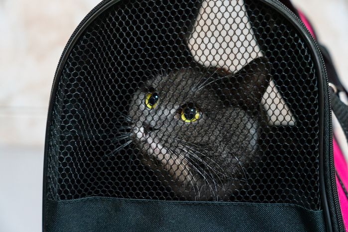 Кота несут в переноске на прием к ветеринару в Истринскую ветеринарную станцию