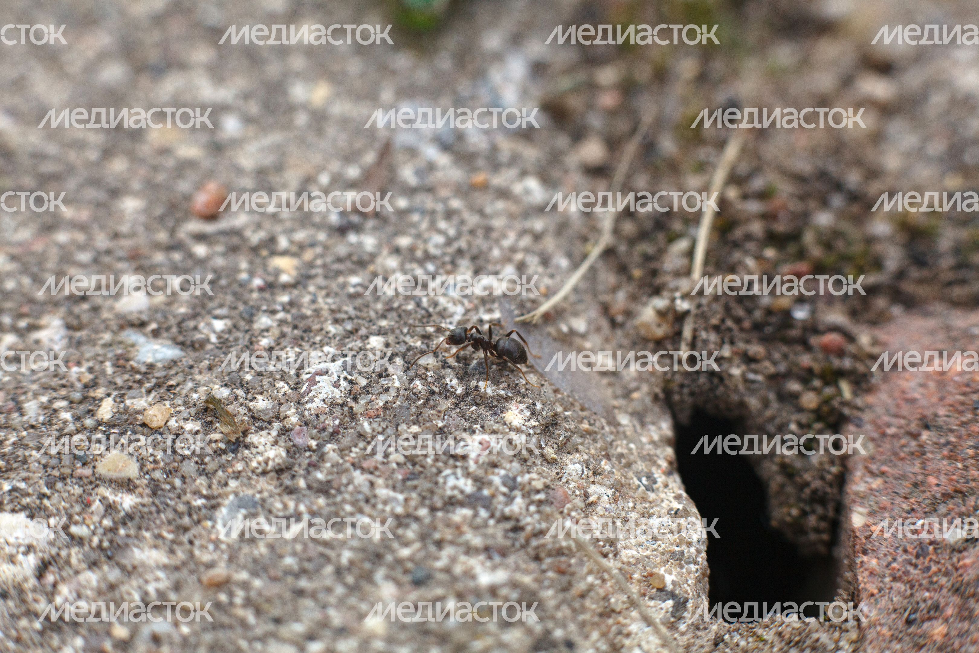 Природа Подмосковья: муравьи на земле Природа Подмосковья: муравьи на земле