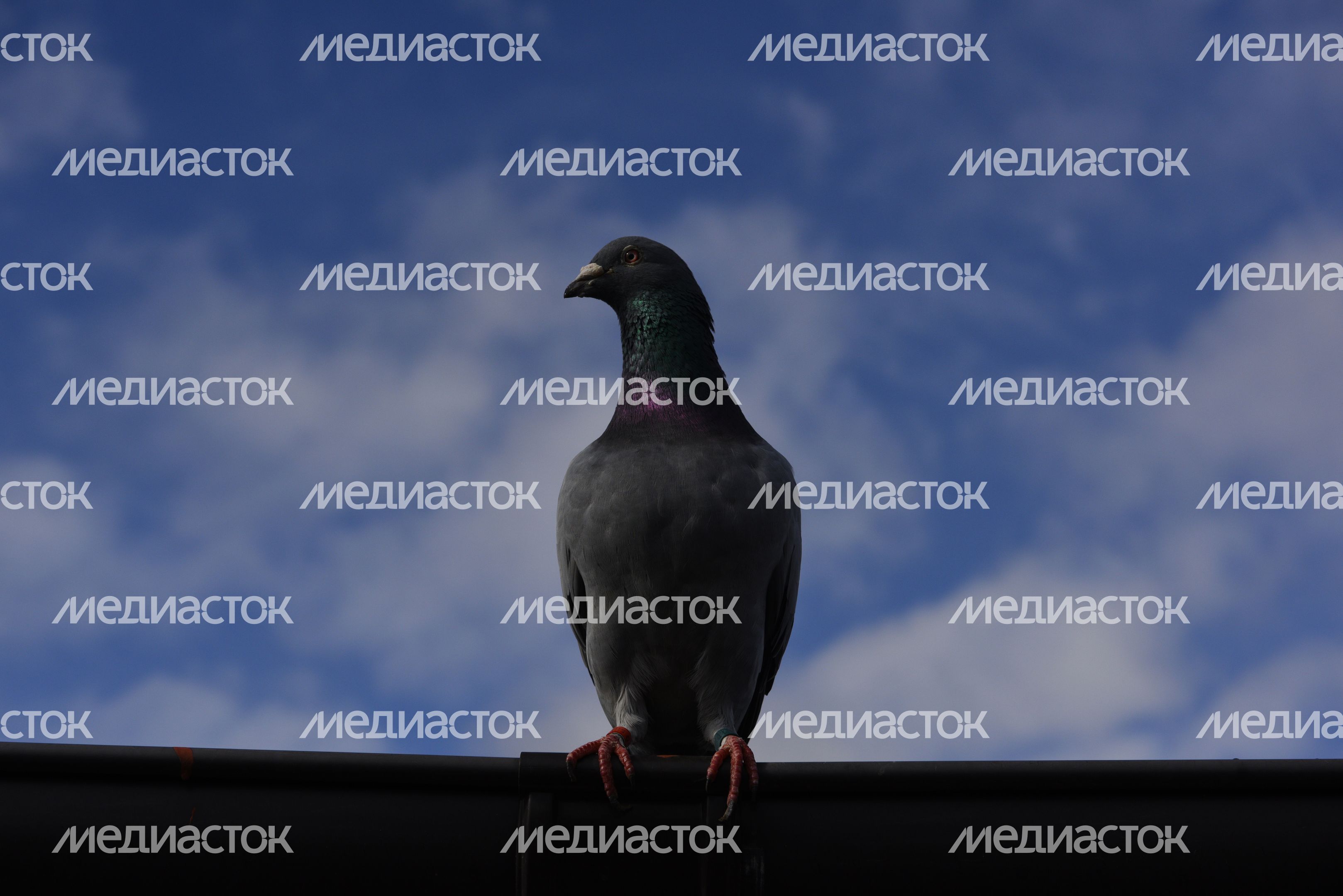 Частная голубятня в Москве Частная голубятня в Москве
