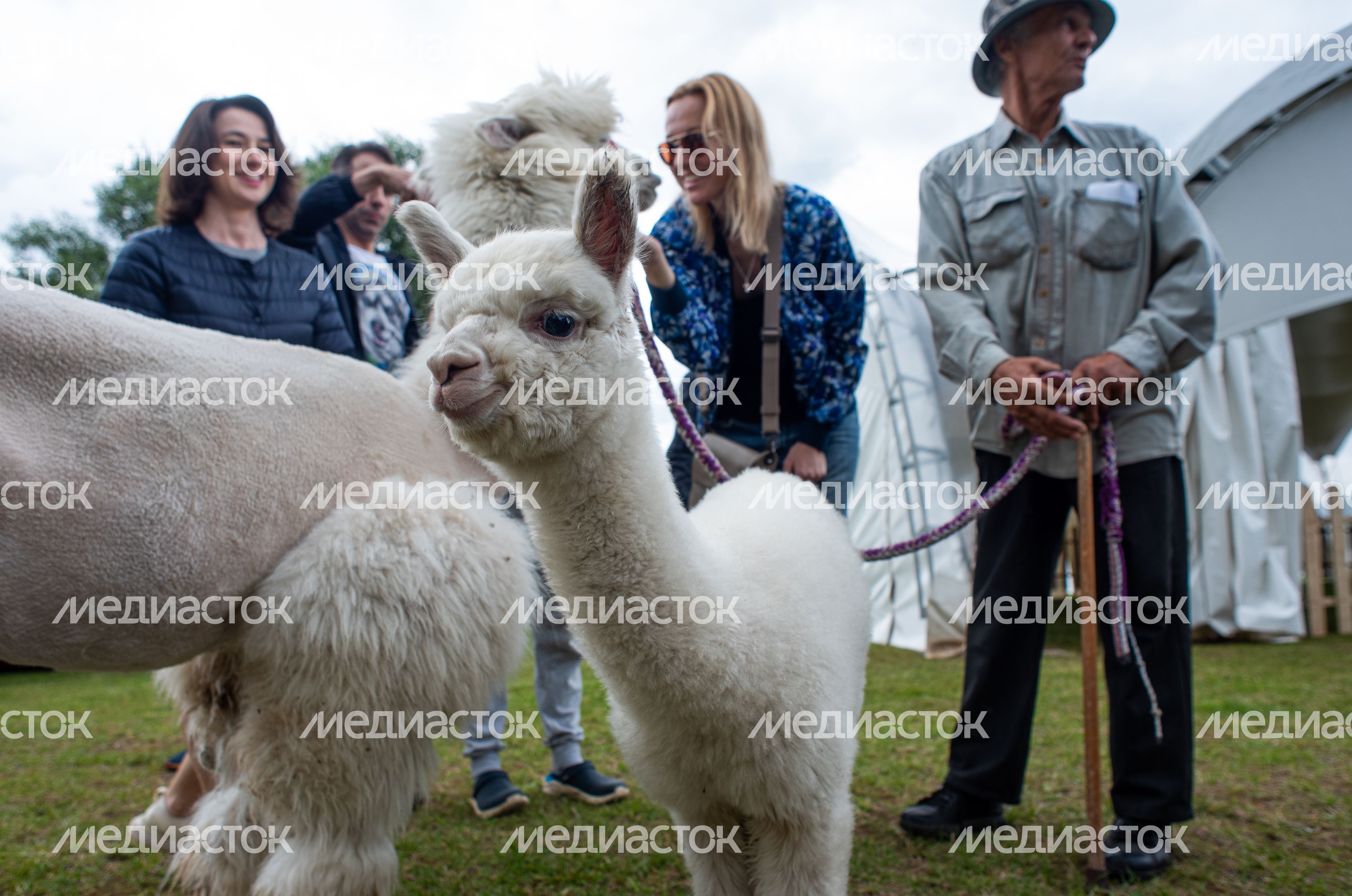 Гастрономический фестиваль Alpaca Wellbeing Fest