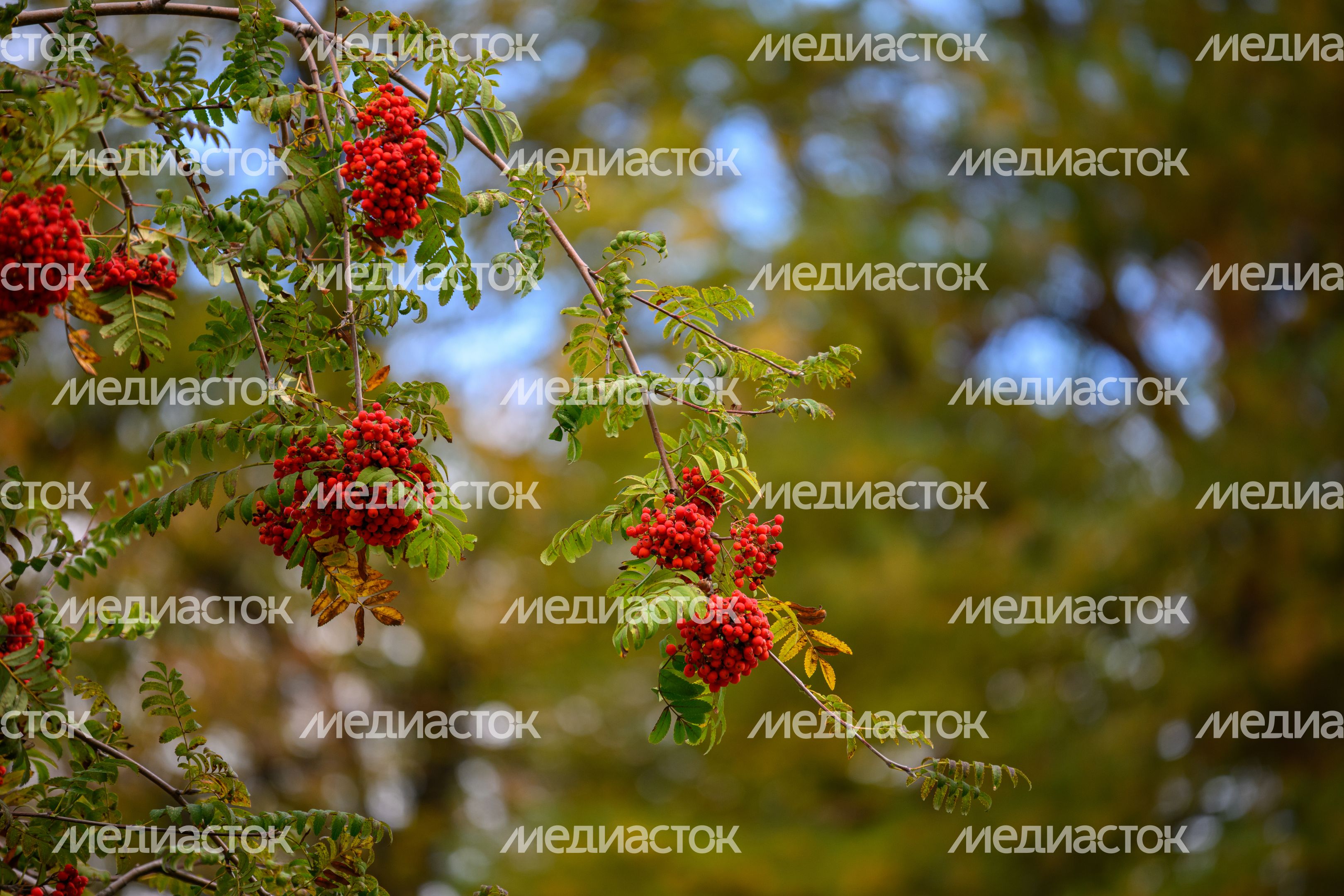 Раменский городской парк культуры и отдыха. Осень Раменский городской парк культуры и отдыха. Осень