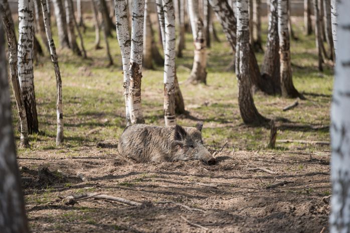 Национальный парк Лосиный остров