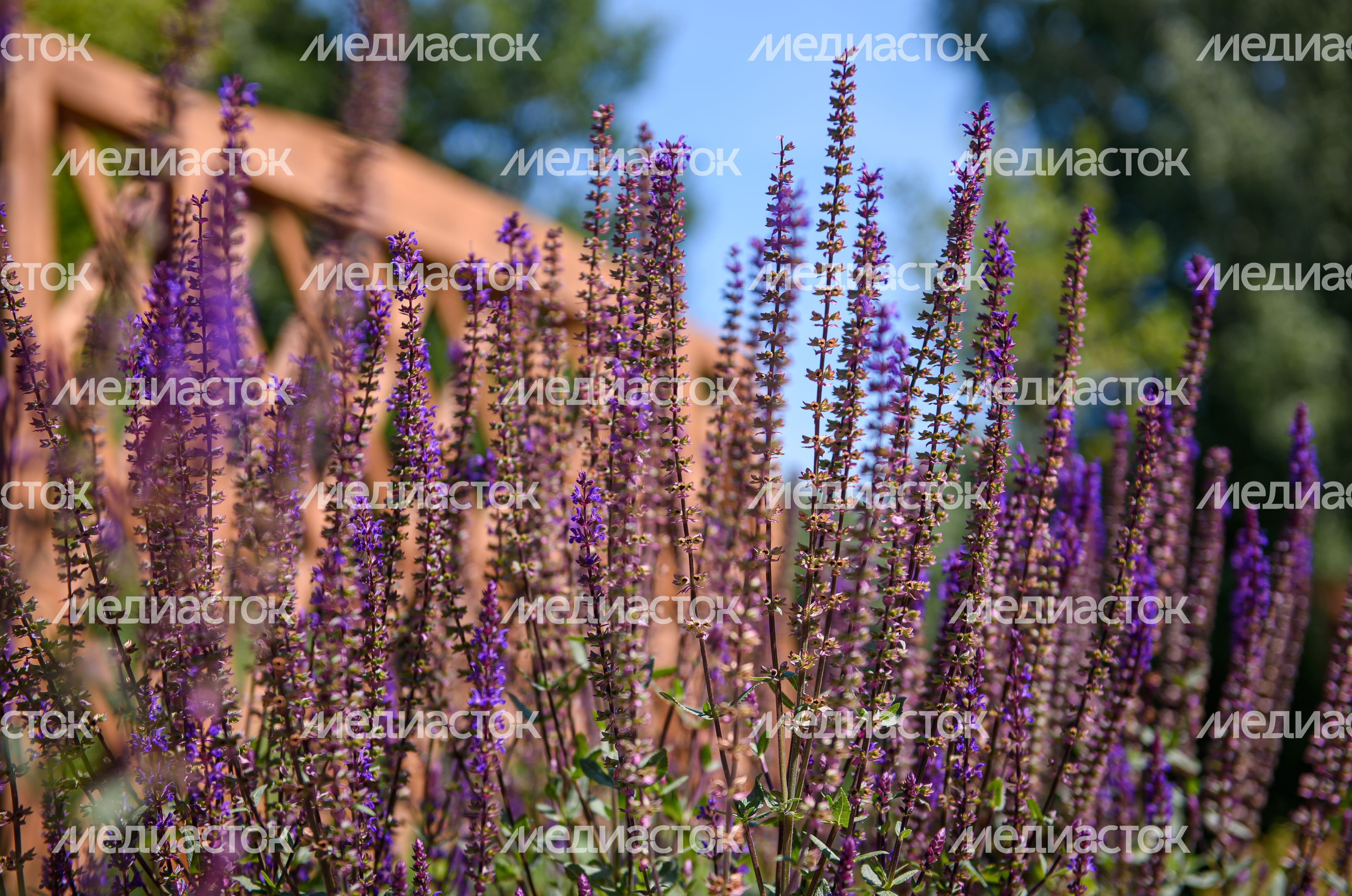 Переславский дендрологический сад имени Сергея Фёдоровича Харитонова