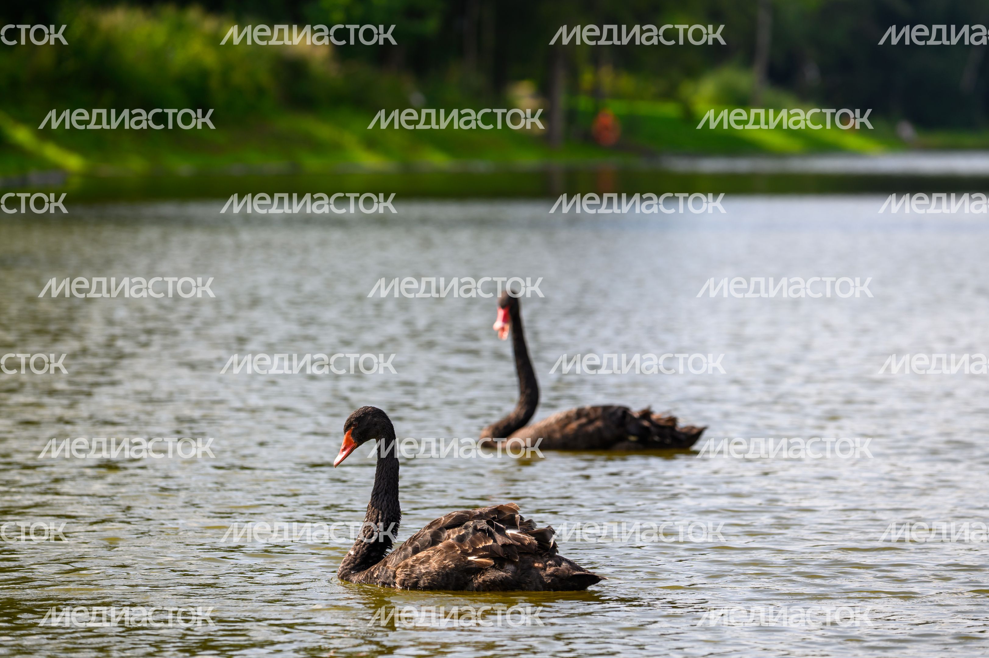 Черные лебеди в пруду Девкина ручья в лесопарке «Ближняя дача» в Мытищах Черные лебеди в пруду Девкина ручья в лесопарке «Ближняя дача» в Мытищах