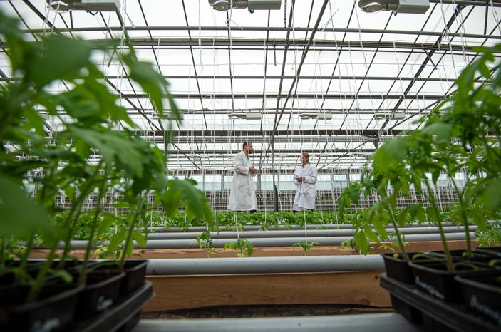 Теплицы крупного семеноводческого агропромышленного комплекса ООО «Агрофирма Партнер»