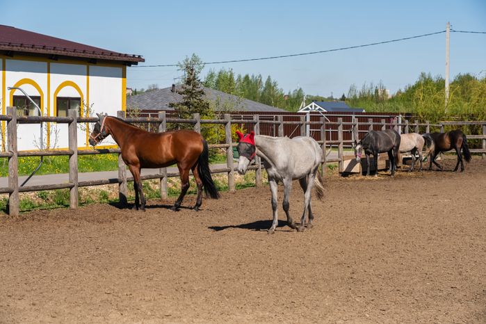 Конный клуб Los Establos в г.о. Истра