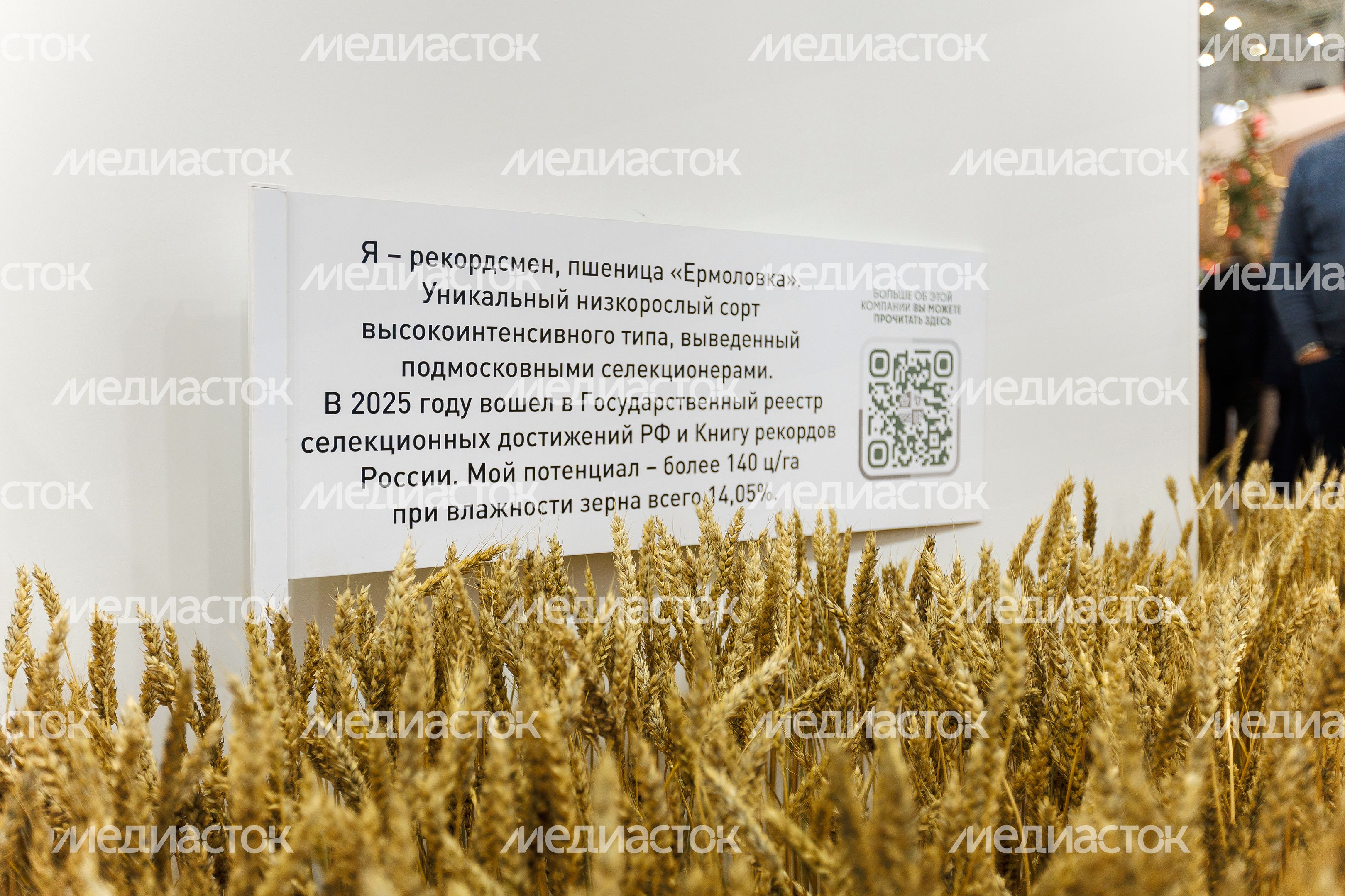 Пшеница сорта «Ермоловка», выведенная подмосковными селекционерами, на стенде «Щелково агрохим» выставки «Золотая осень-2025» Пшеница сорта «Ермоловка», выведенная подмосковными селекционерами, на стенде «Щелково агрохим» выставки «Золотая осень-2025»