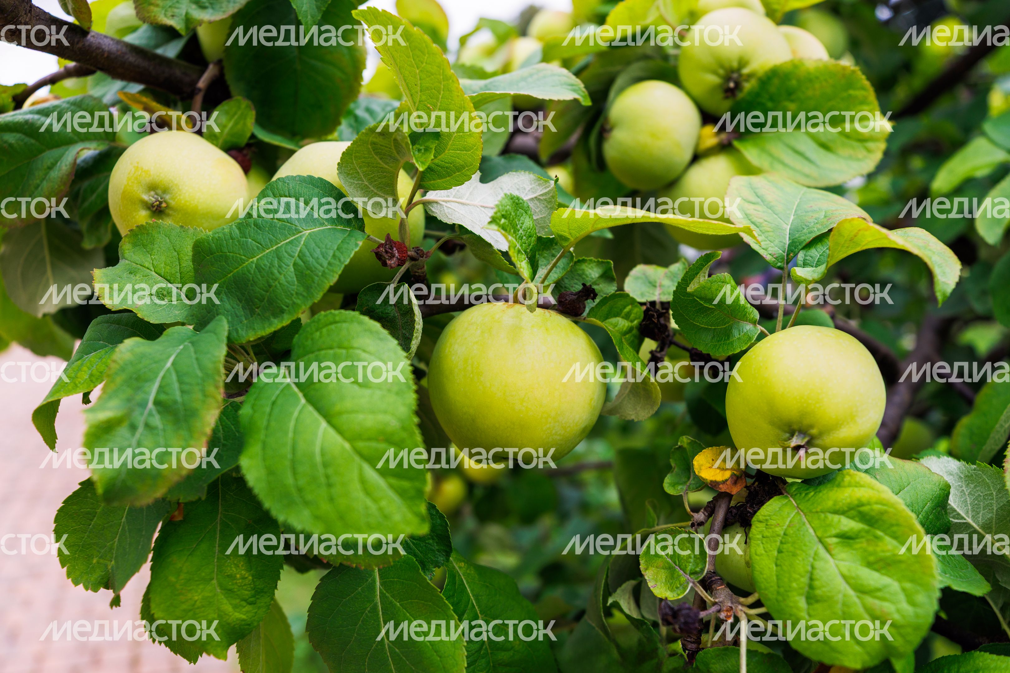Яблоки на ветке дерева Яблоки на ветке дерева