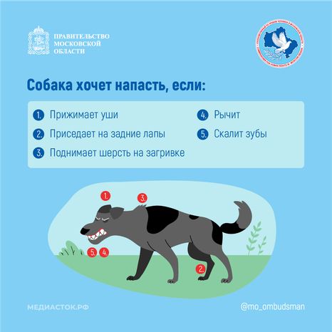Осторожно злая собака квадрат 05